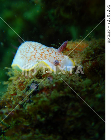 サラサウミウシ 32505201