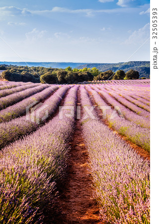 Beautiful image of lavender fields. Beautiful image of lavender fields. 32505393
