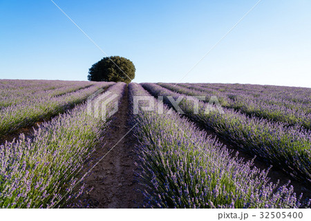 Beautiful image of lavender fields. Beautiful image of lavender fields. 32505400
