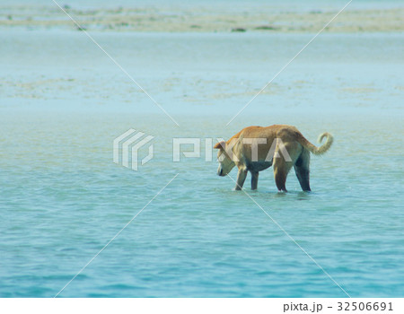 Stray Dog Hanging around on the Beach Stray Dog Hanging around on the Beach 32506691