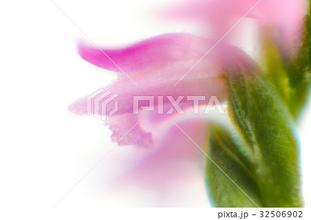 花 マクロ撮影 ネジバナ 花 マクロ撮影 ネジバナ 32506902