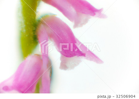 花　マクロ撮影　ネジバナ 32506904