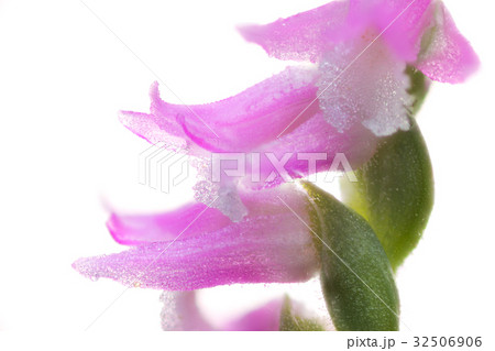 花 白バック ネジバナ 花 白バック ネジバナ 32506906