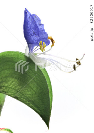 花　白バック　ツユクサ 32506917