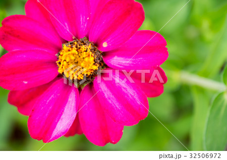 ジニア(百日草) ジニア(百日草) 32506972