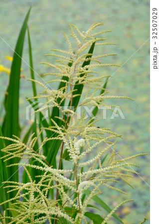 アスチルベの花 32507029