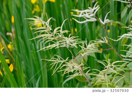 アスチルベの花 アスチルベの花 32507030