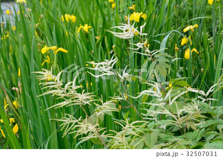 アスチルベの花 32507031