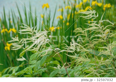 アスチルベの花 32507032