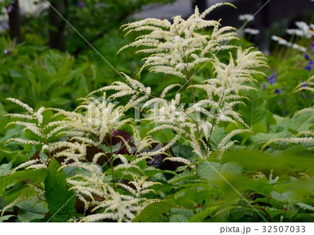 アスチルベの花 32507033