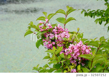 タニウツギの花咲く 32507252