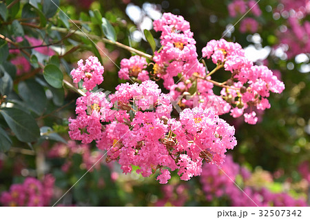 サルスベリ(百日紅) サルスベリ(百日紅) 32507342