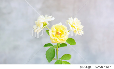 Yellow rose on a gray background. 32507487