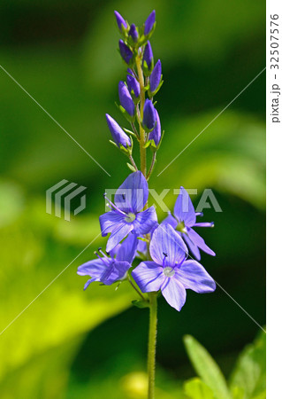 キキョウの紫色の花 32507576