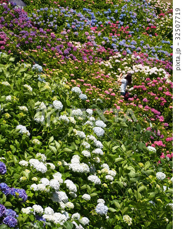 あじさい屋敷 32507719