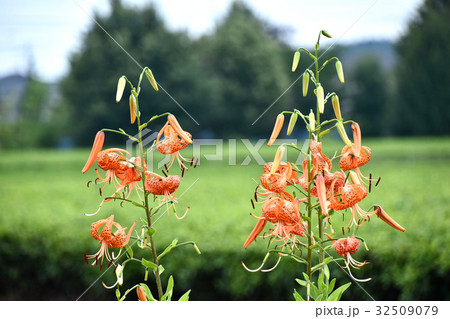 オニユリ(鬼百合) オニユリ(鬼百合) 32509079