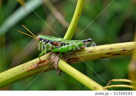 昆虫 虫 蟲 32509283