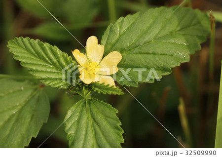 キジムシロの花 32509990