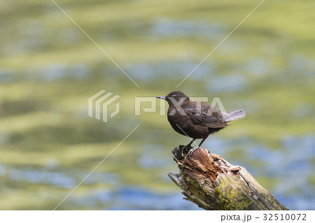 カワガラス(河烏) 32510072