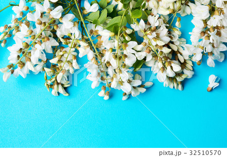 Acacia flowers for a good herbal tea 32510570