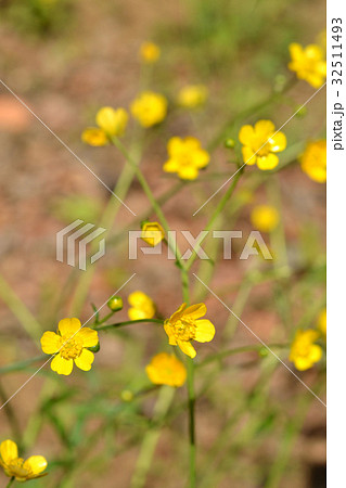 植物：ウマノアシガタ　キンポウゲ科 32511493