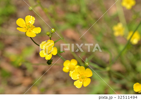 植物：ウマノアシガタ　キンポウゲ科 32511494