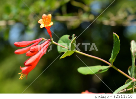 樹木：ツキヌキニンドウ　スイカズラ科 32511510