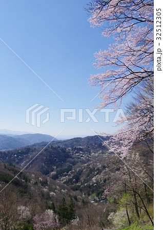 信州 池田町 陸郷桜仙峡 数千本ともいわれる山桜を遠望する桜の名所 信州 池田町 陸郷桜仙峡 数千本ともいわれる山桜を遠望する桜の名所 32512305