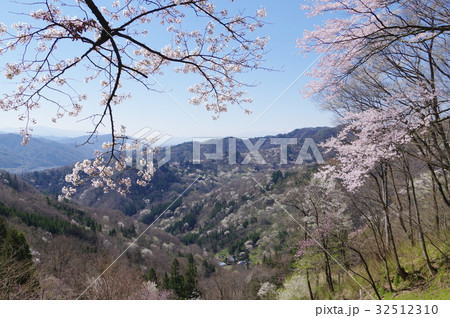 信州 池田町 陸郷桜仙峡 数千本ともいわれる山桜を遠望する桜の名所の写真素材