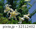 ヤマユリ② 32512402