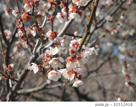 梅の花 32512418
