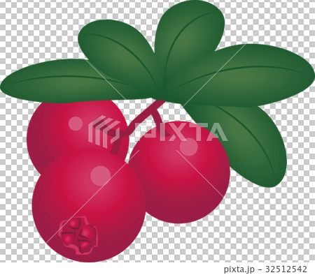 コケモモ コケモモ 32512542