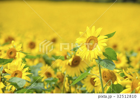 一面のヒマワリ 32512810