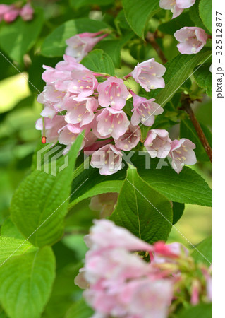 樹木：タニウツギ　スイカズラ科 32512877