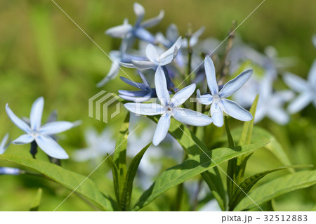 植物：チョウジソウ　キョウチクトウ科 32512883