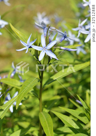 植物:チョウジソウ キョウチクトウ科 植物:チョウジソウ キョウチクトウ科 32512888