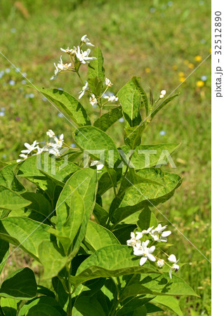 植物 クサタチバナ ガガイモ科の写真素材 3251