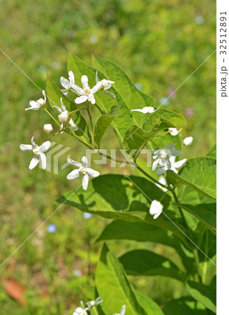 植物:クサタチバナ ガガイモ科 植物:クサタチバナ ガガイモ科 32512891