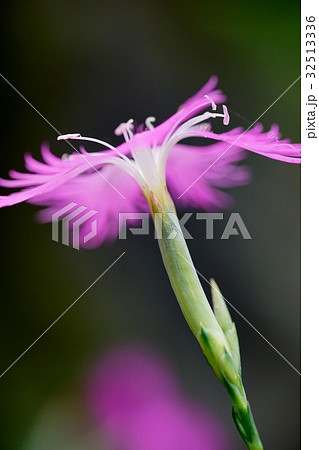 カワラナデシコ カワラナデシコ 32513336