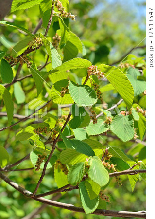 樹木:シナミズキ マンサク科 樹木:シナミズキ マンサク科 32513547