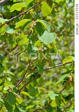 樹木:シナミズキ マンサク科 樹木:シナミズキ マンサク科 32513548