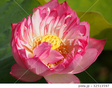 古代蓮の里 32513597