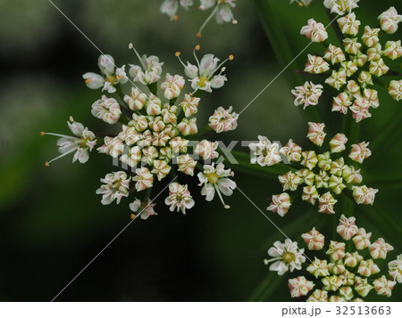 セリの花の写真素材