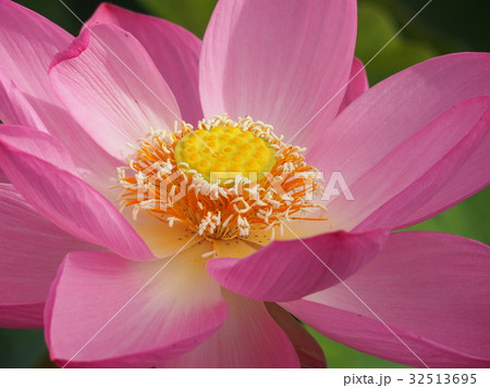 古代蓮の里 32513695