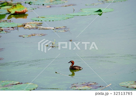 カイツブリ 32513765