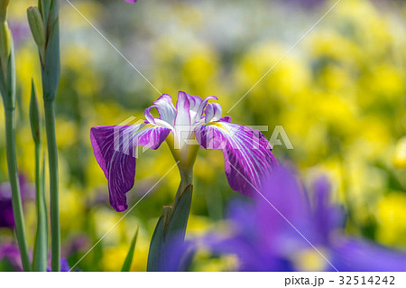 花菖蒲6276 32514242