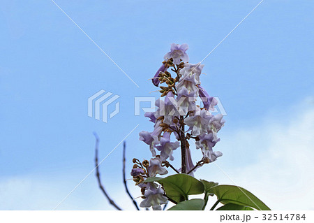 高貴で美しいキリの花 高貴で美しいキリの花 32514784