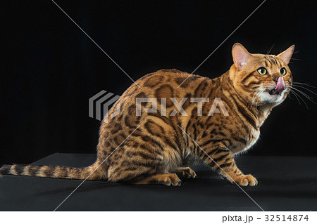 The gold Bengal Cat on black background The gold Bengal Cat on black background 32514874