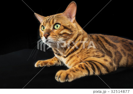 The gold Bengal Cat on black background The gold Bengal Cat on black background 32514877