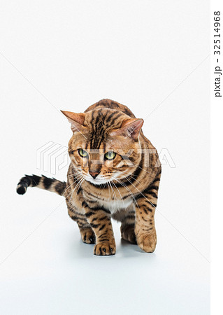 The gold Bengal Cat on white background 32514968